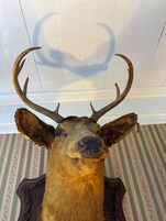 A deer head mounted on a wall with striped wallpaper.