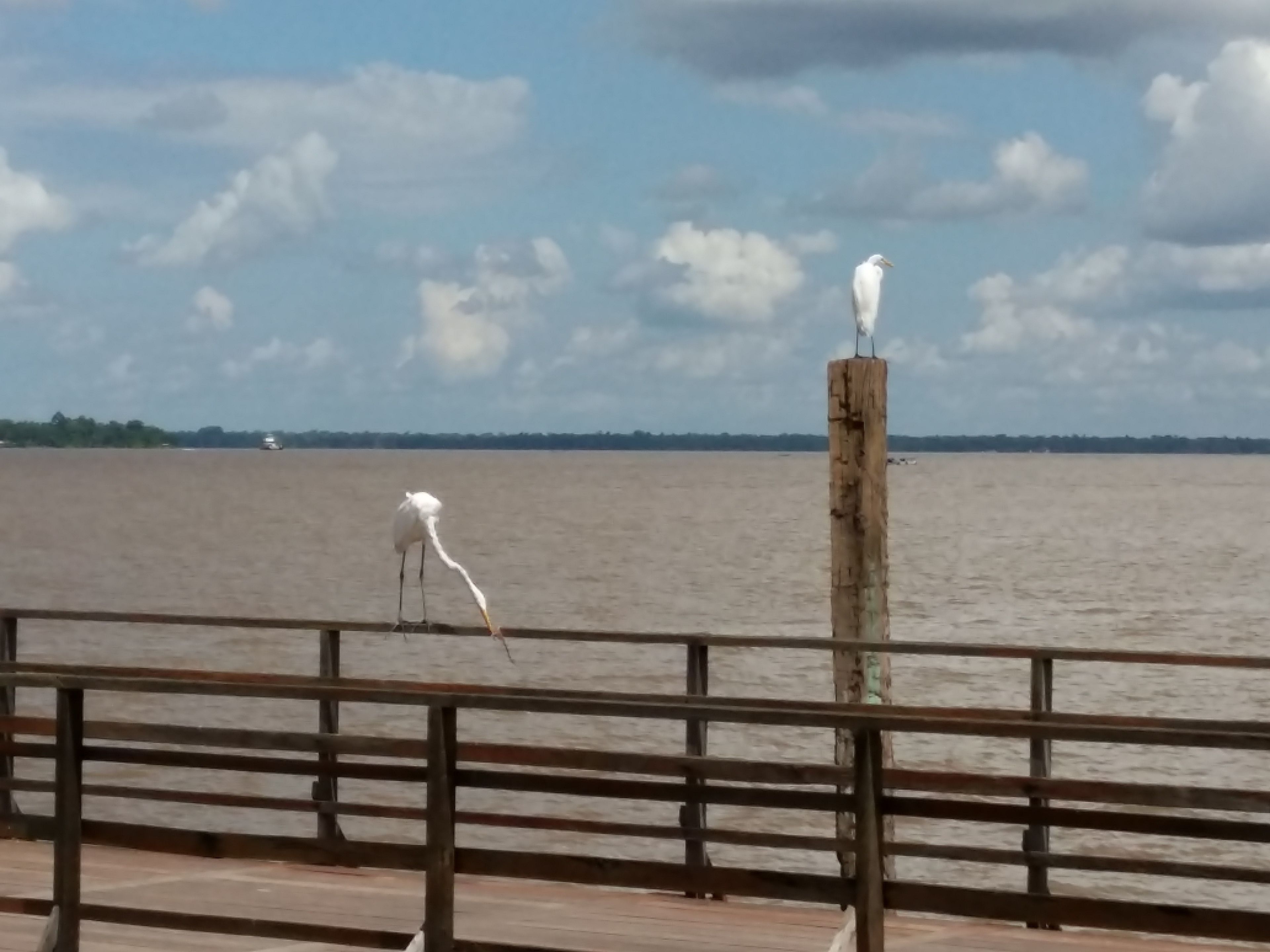 Un muelle de madera con barandillas que da a una masa de agua.