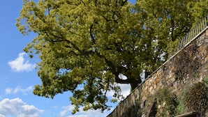 A stone wall with a tree, a garden path, and a clear blue sky. - Agriturismo Monteverde (Castelnuovo Magra)