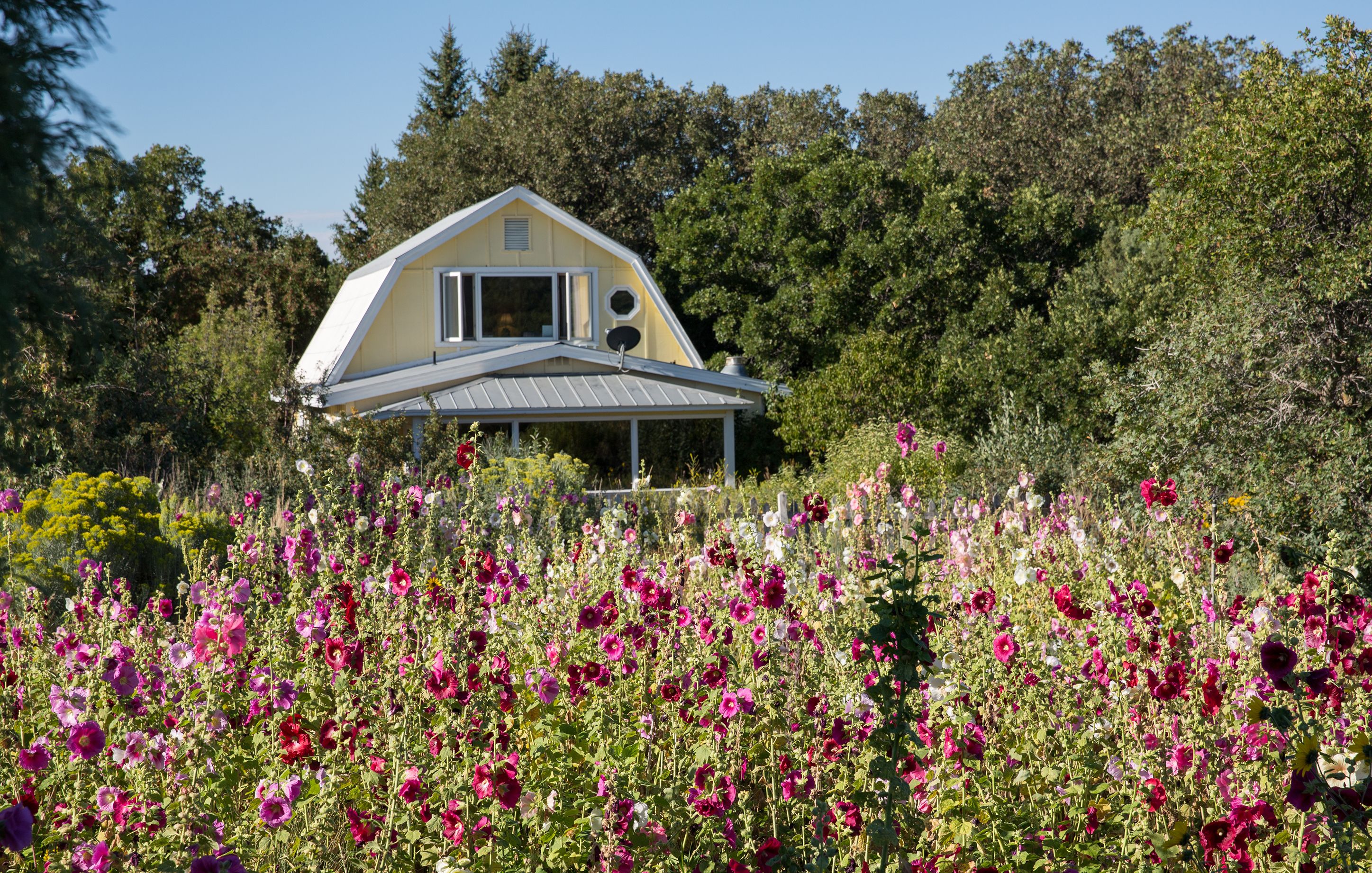 Ein gelbes Haus mit einem dreieckigen Dach und einer Veranda, umgeben von einem Feld aus rosa und roten Blumen.