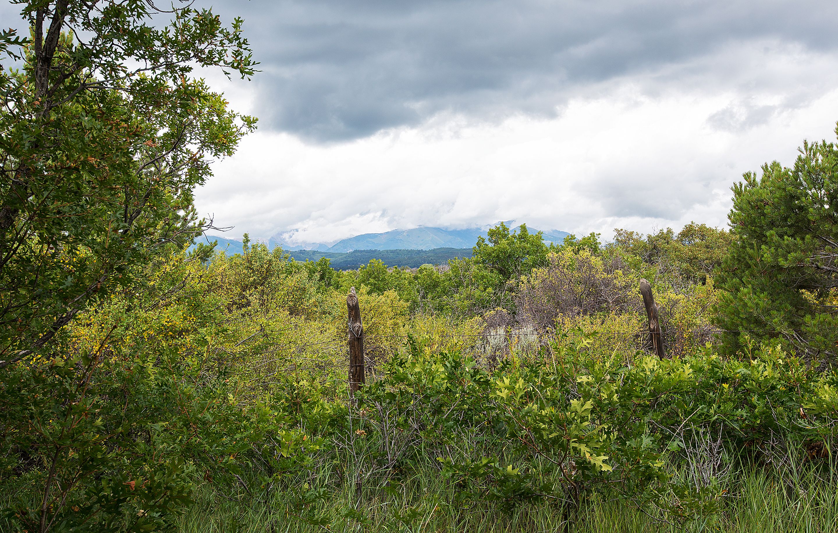 A natural landscape with dense vegetation and a cloudy sky.