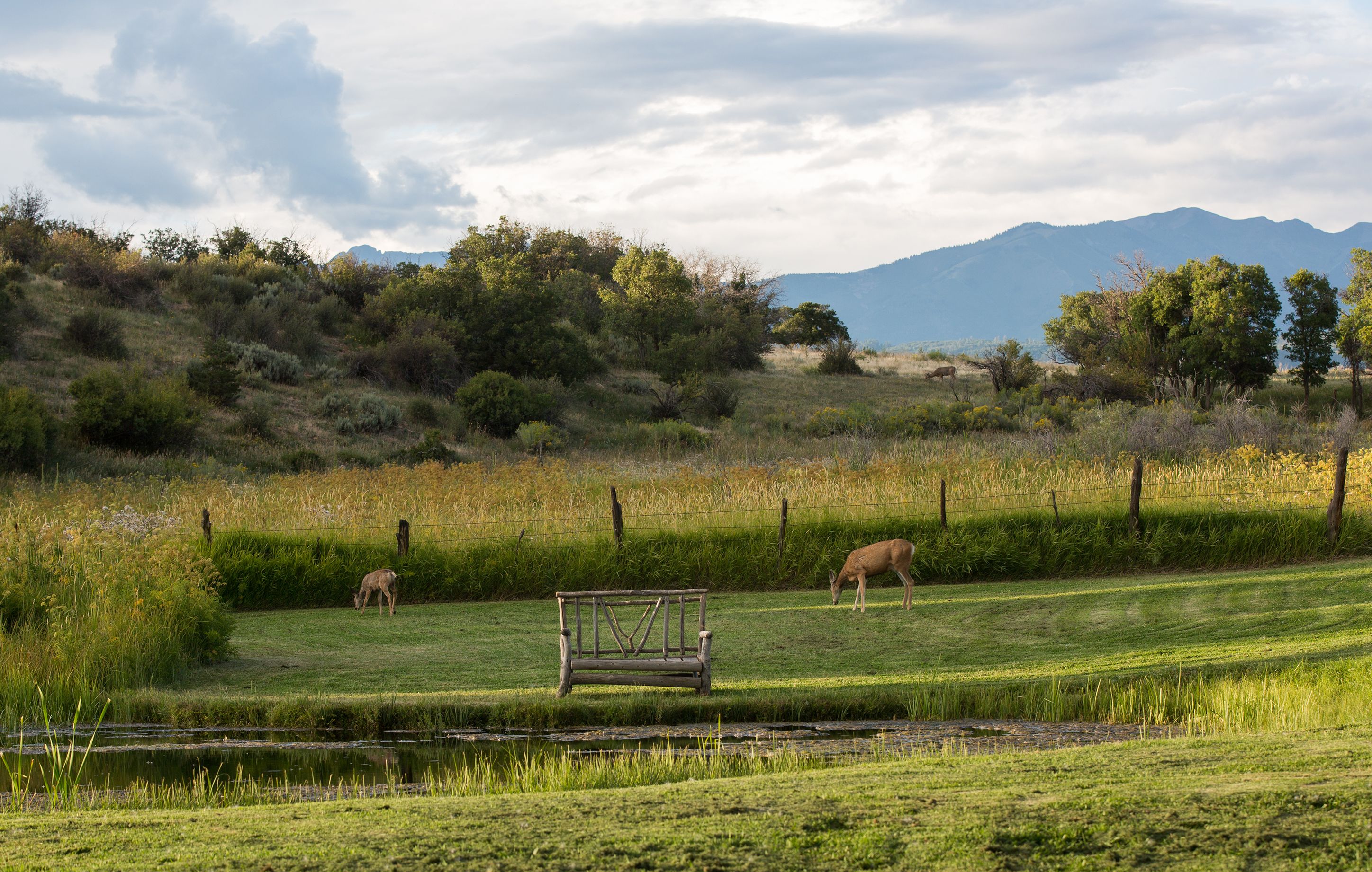 A grassy field with a bench and a fence.