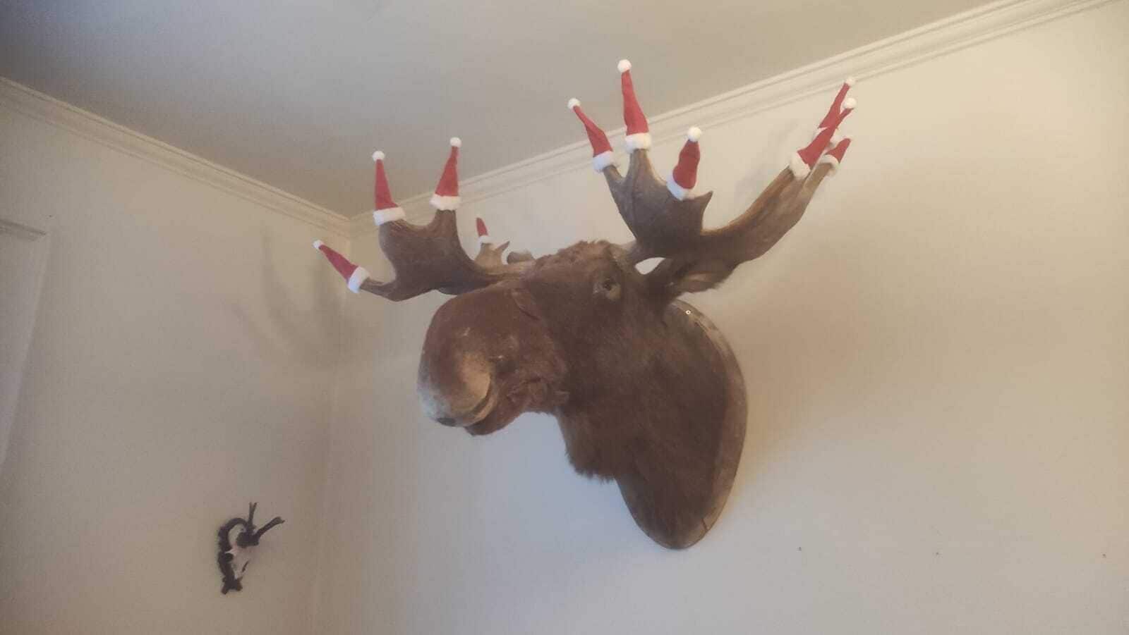 A mounted moose head with red and white Christmas hats.