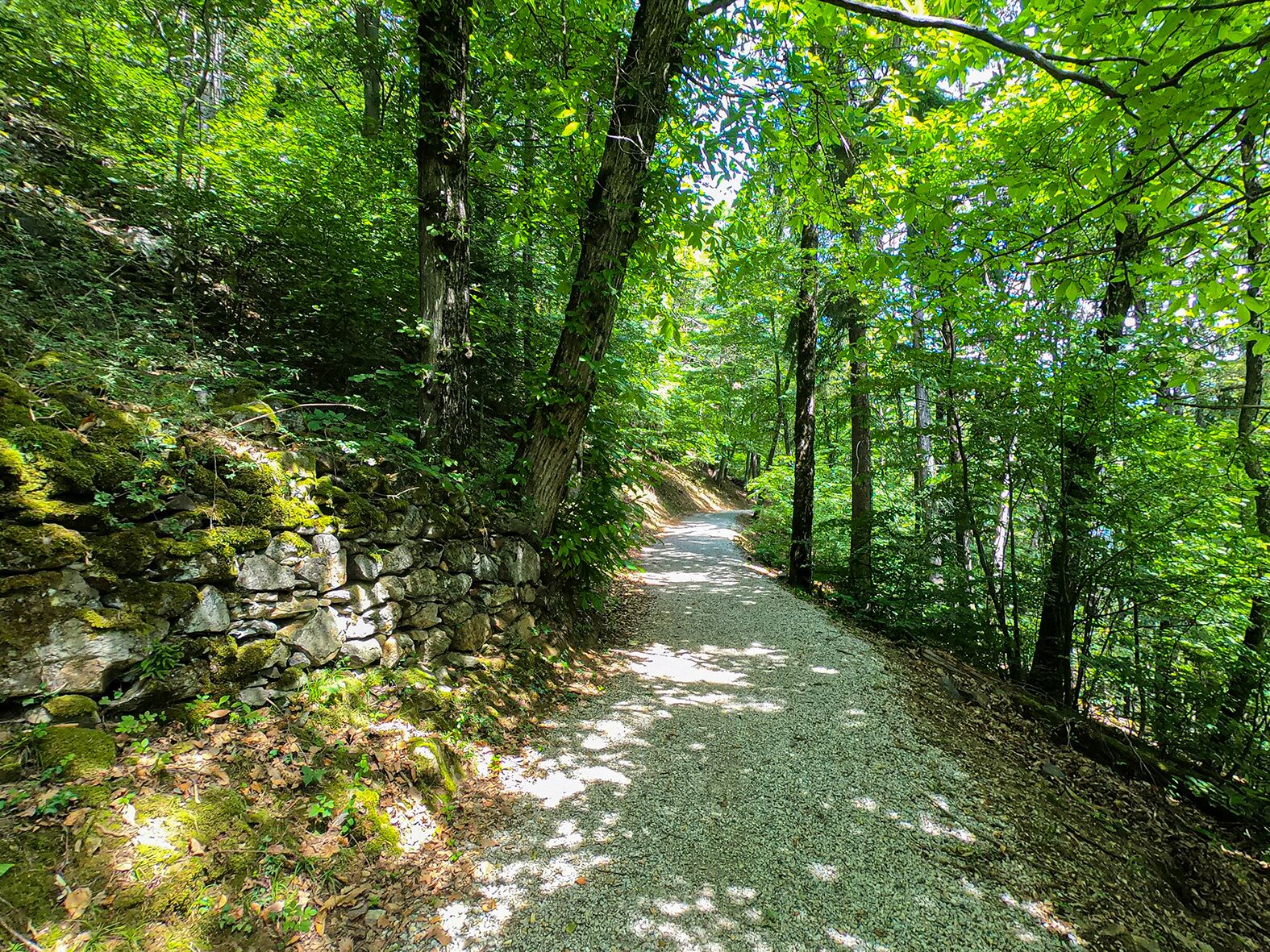 A forest path with a stone wall on one side.