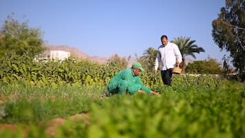 Private beach, beach umbrellas, beach towels, beach volleyball