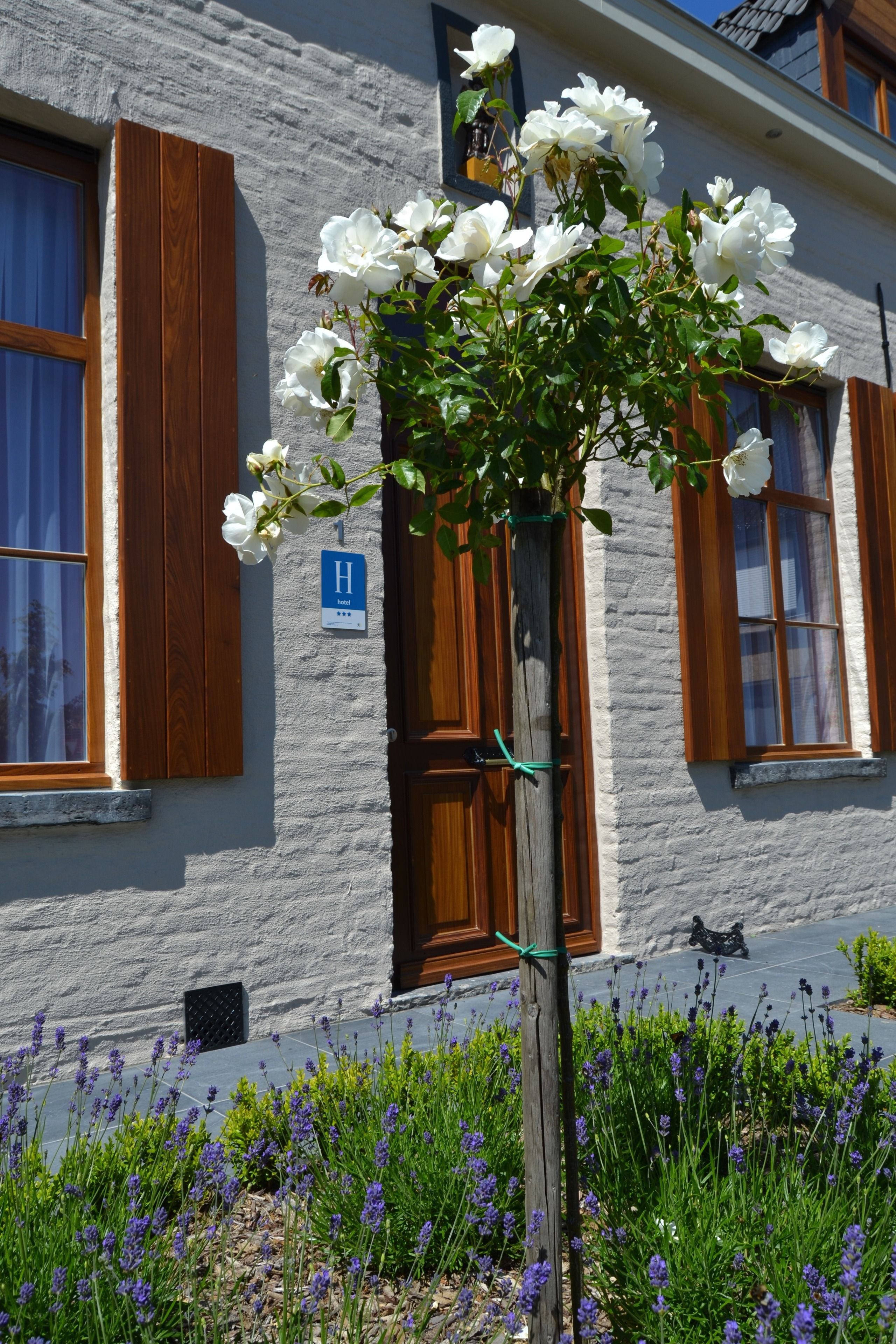 A building with a white exterior and wooden shutters, a sign indicating a room number, and a garden with lavender and white flowers.