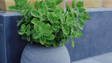 A potted plant with green leaves and a decorative angel statue beside a brick wall.