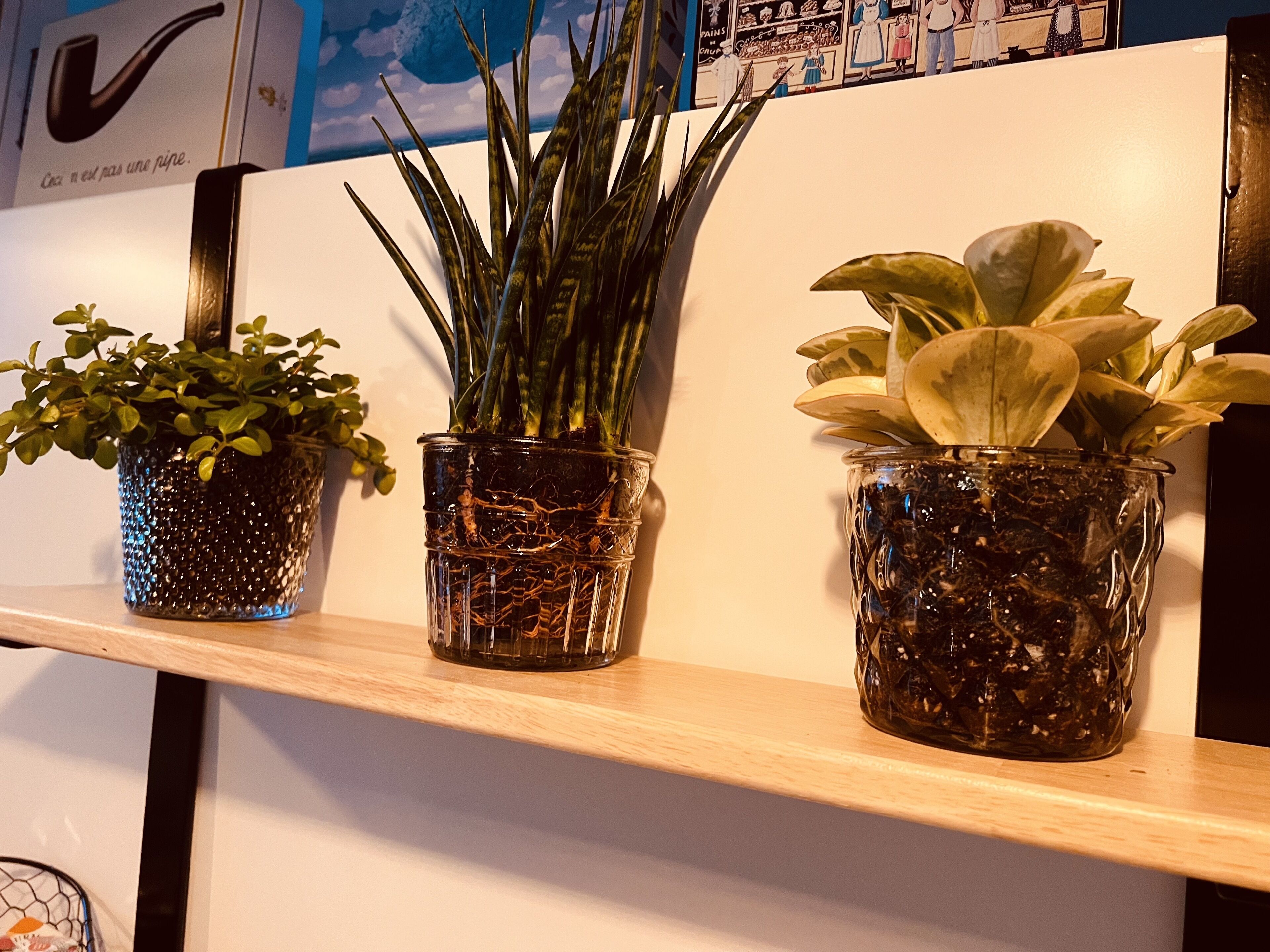 Three potted plants on a shelf.