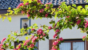 A traditional building with a tiled roof, a wooden door, and a well-maintained garden with hedges and flowering plants. - Hotel Het Heilig Genot (Vleteren)