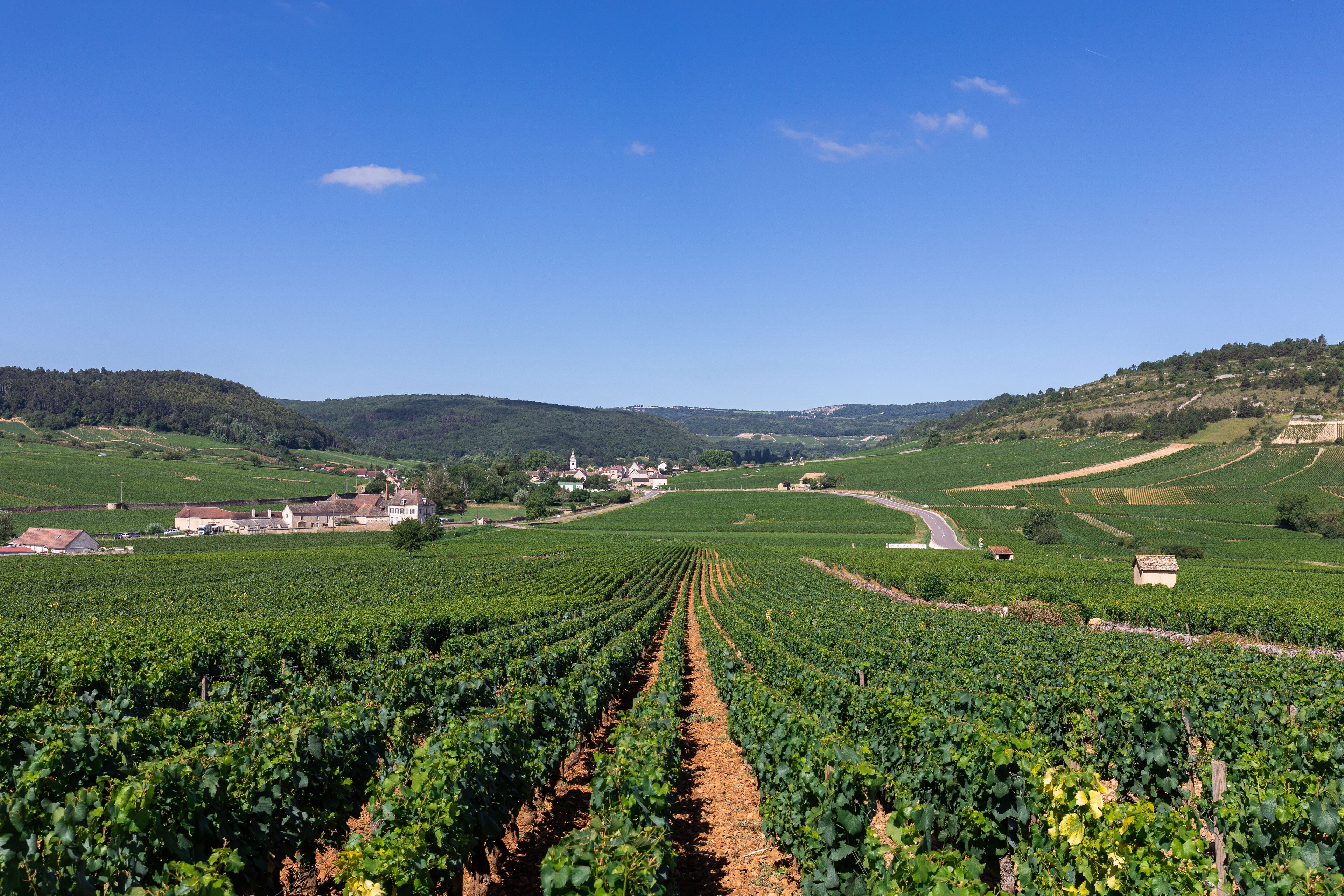 A vineyard with rows of grapevines extending into the distance, surrounded by rolling hills and a few buildings in the background.