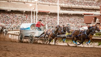 Un carruaje tirado por caballos en un estadio, con una multitud de fondo.