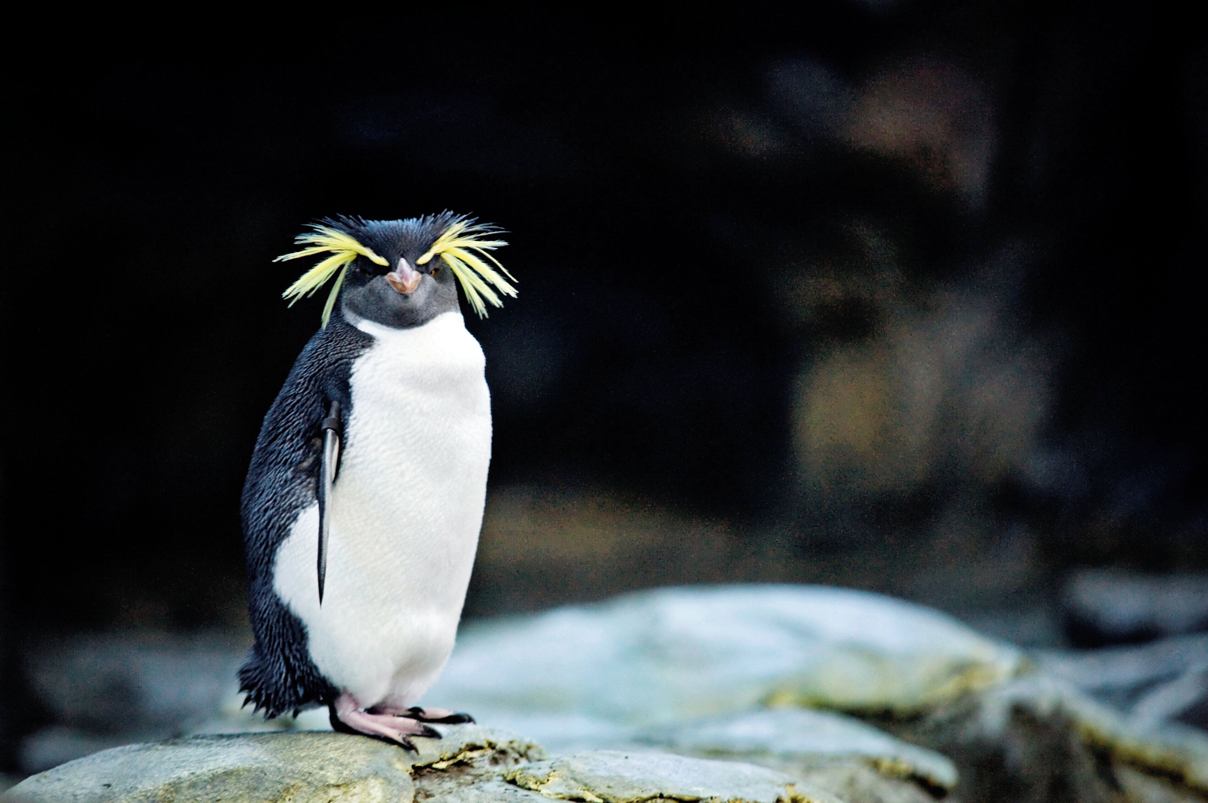 A penguin standing on a rock.