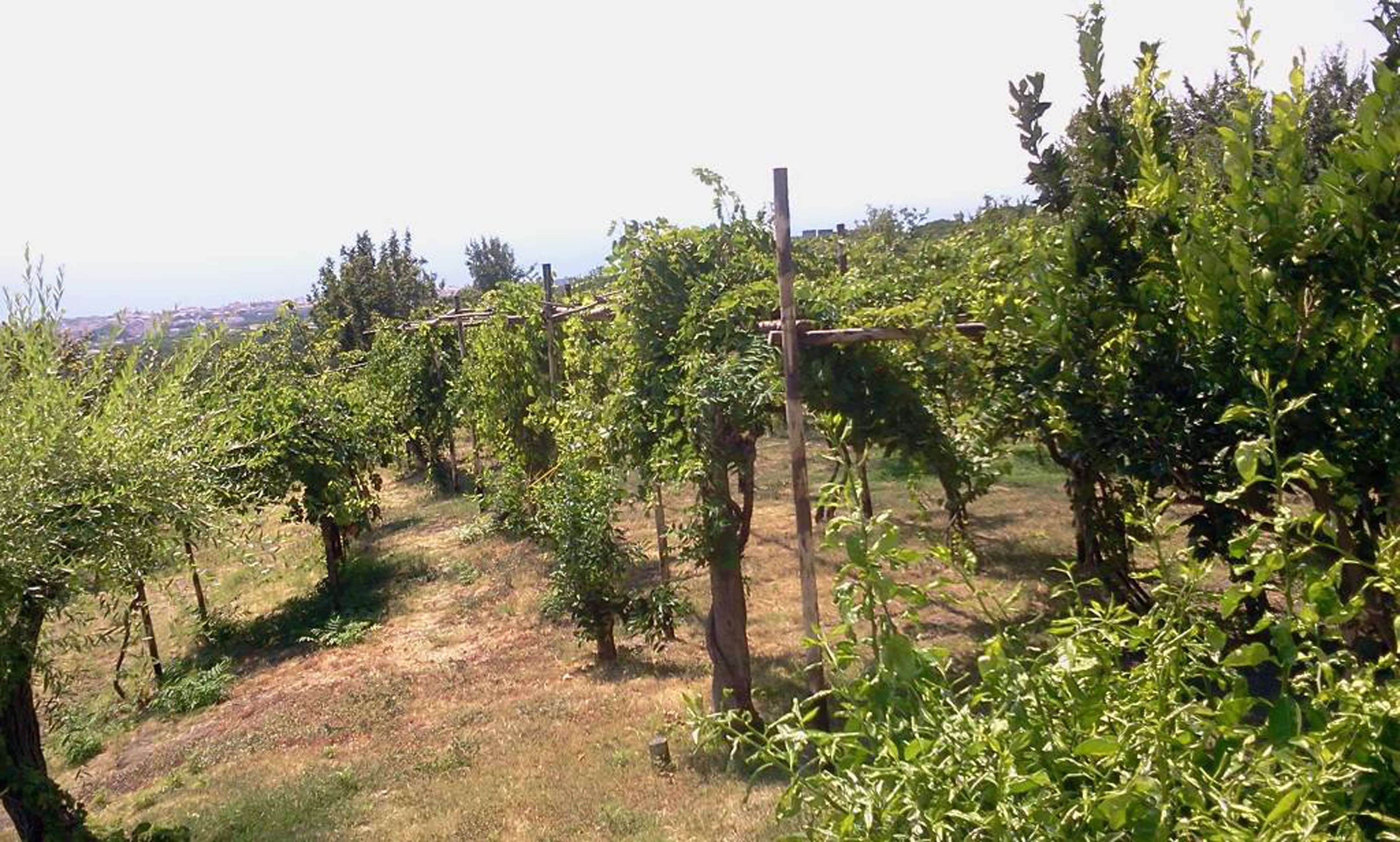 Photo - Tenuta Le Fornacelle