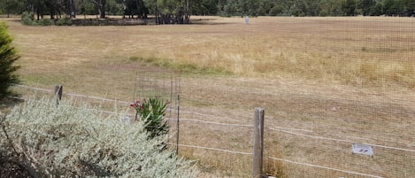 A field with a fence, trees, and a hill in the background.
