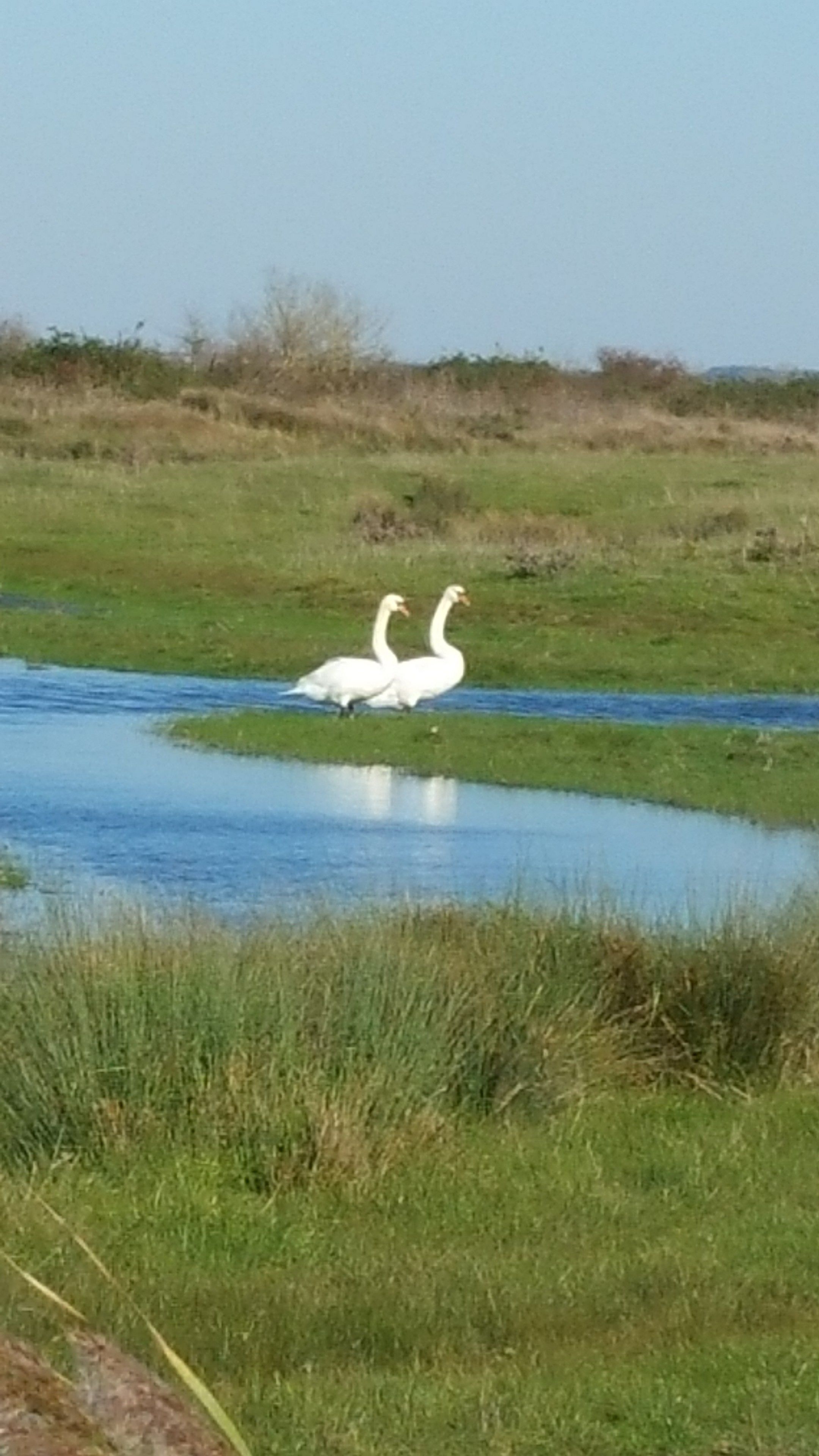 Dues aus blancs passegen per un prat proper a una massa d'aigua.