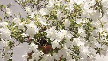 Un arbusto blanco con flores en maceta en un espacio al aire libre con baldosas.