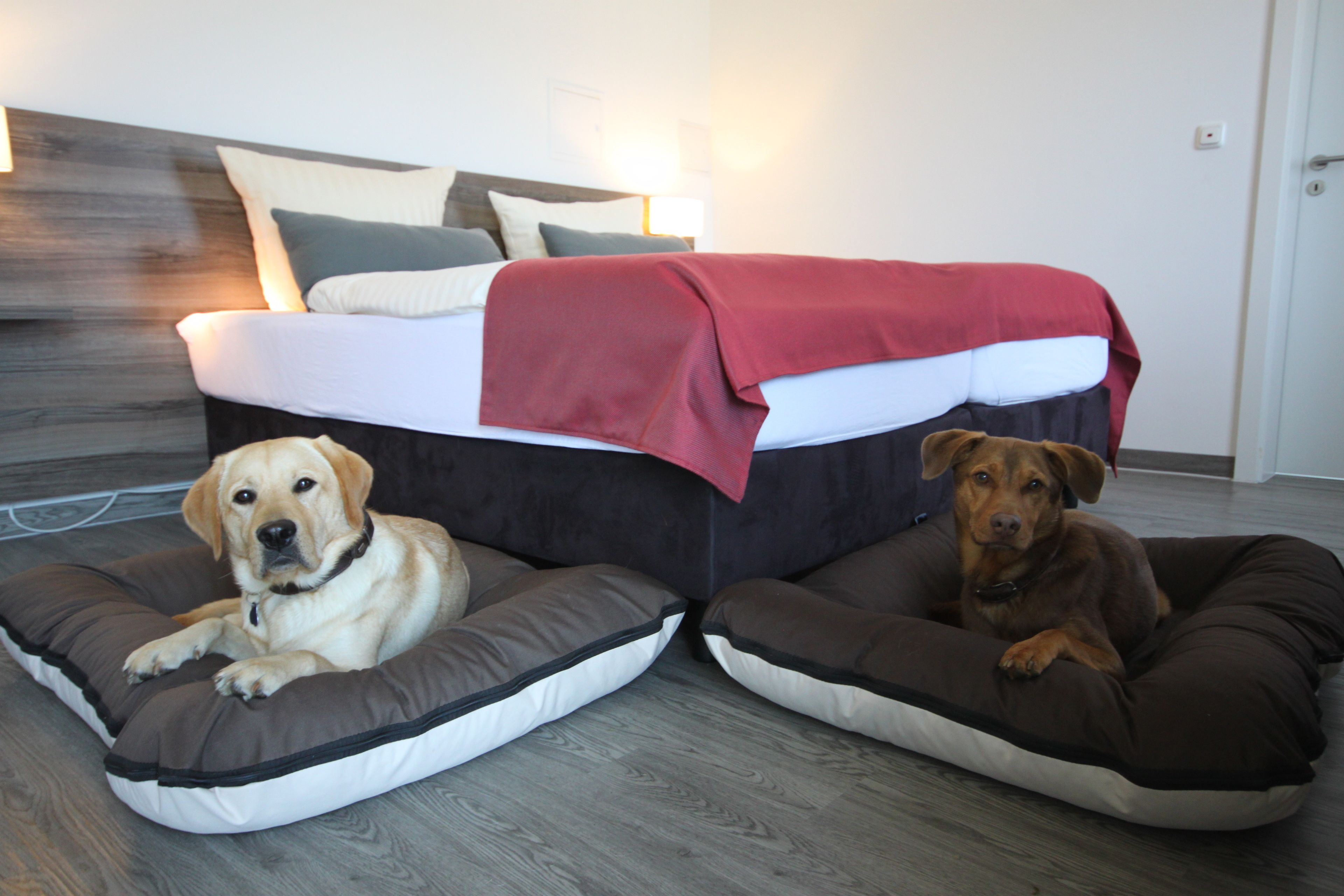Un dormitorio con una cama, dos camas para perros y suelo de madera.