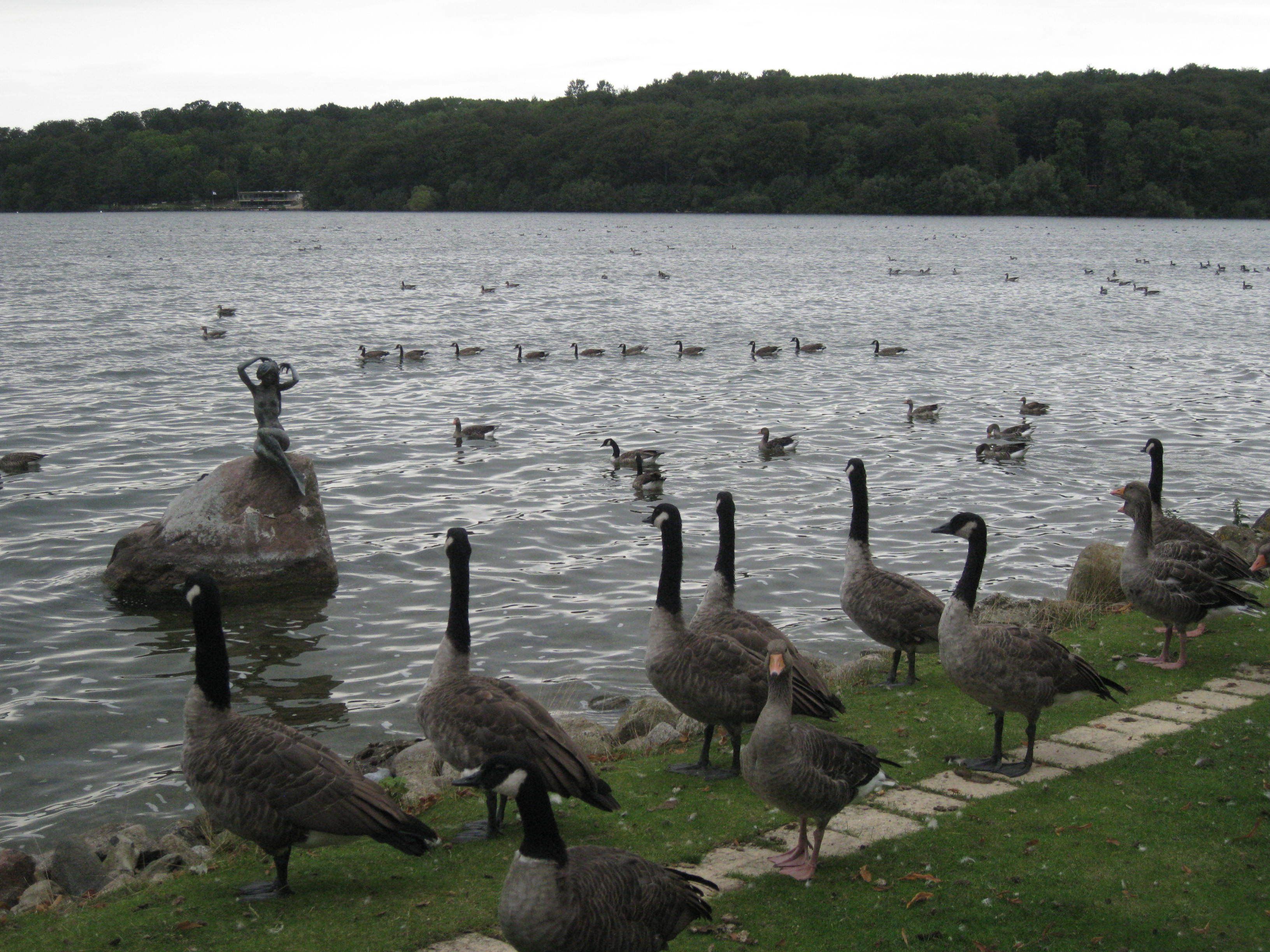 Ein See mit Enten und Gänsen in der Nähe des Ufers.