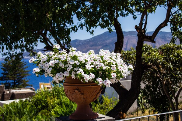 Una maceta de terracota con flores blancas en un balcón con vista al mar y las montañas.