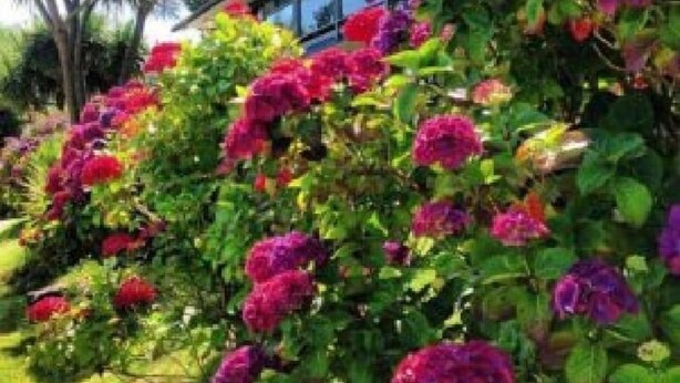 A garden with dense foliage and vibrant flowers, likely part of a residential property. - Tofino Motel Harborview (Tofino)