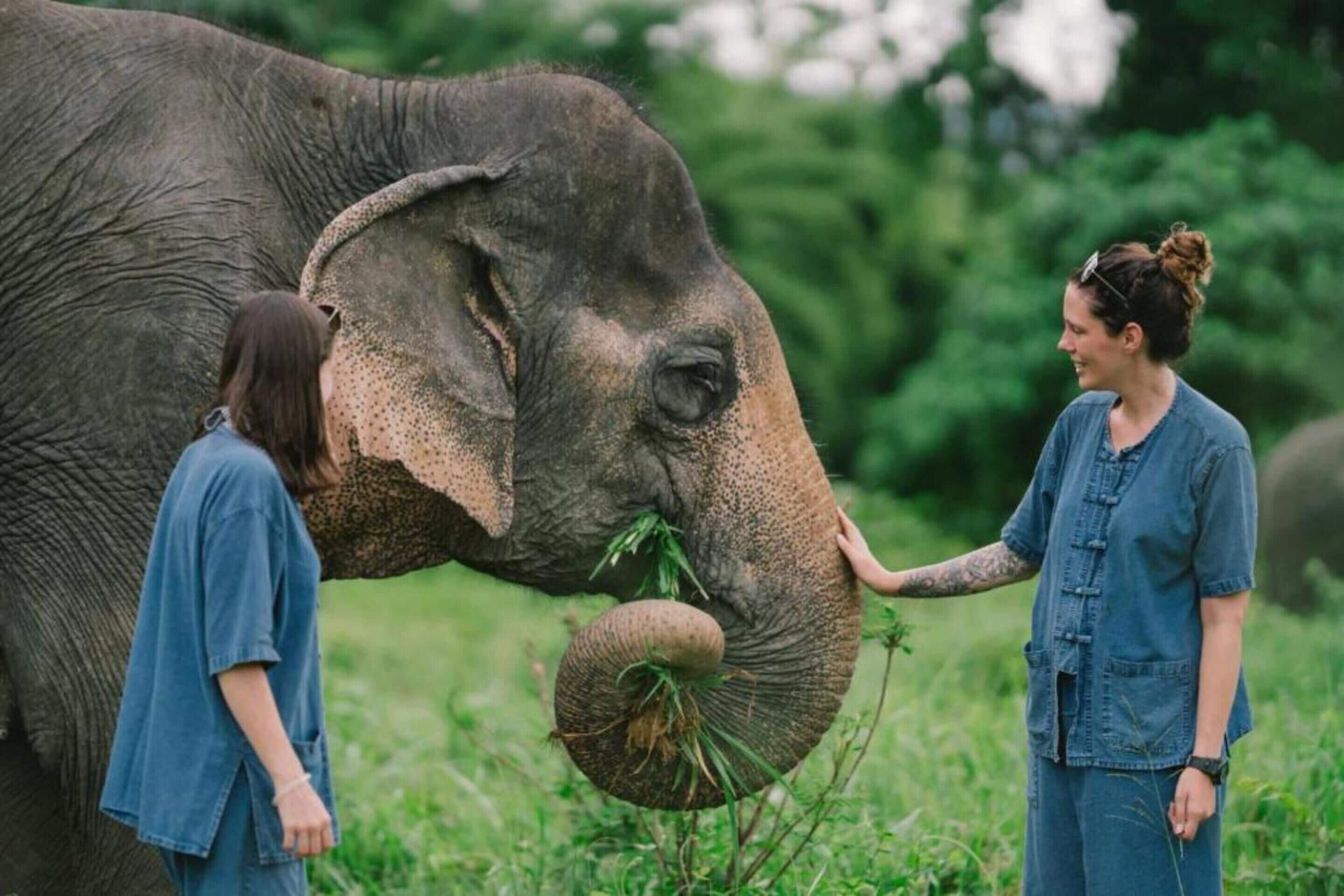 A person feeding an elephant in a grassy area.