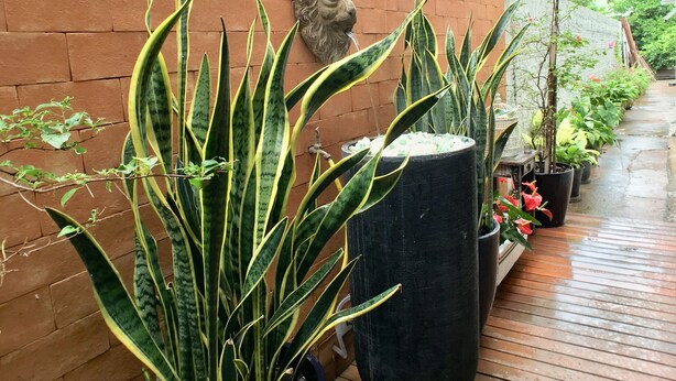 A covered outdoor area with potted plants and a stone wall. - Hotel Ipiranga (Maringá)