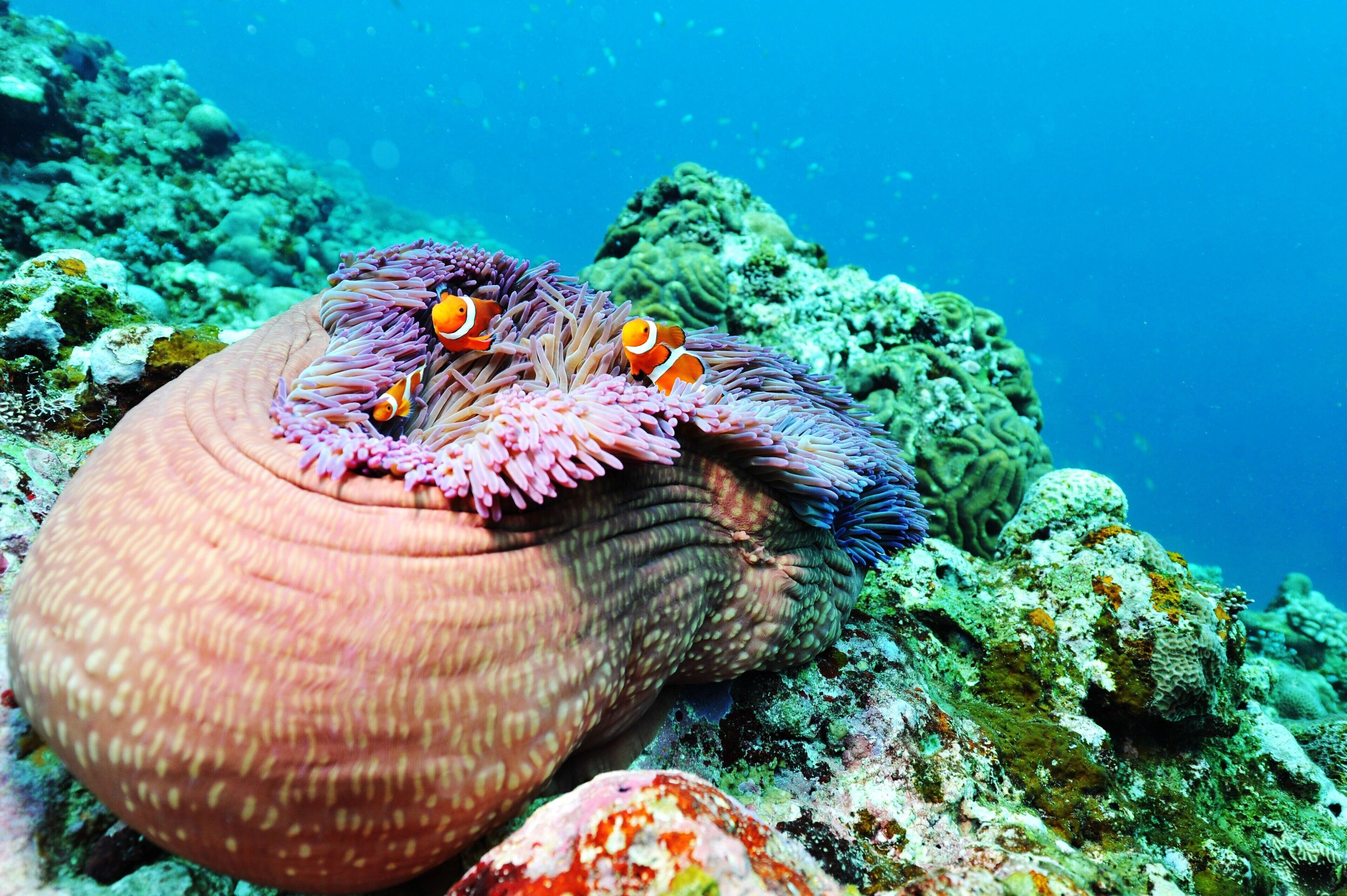 on the beach, white sand, kayaking