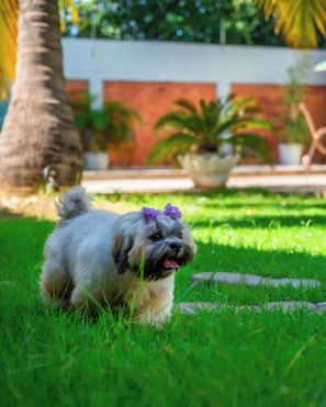 Garden - Delcas Hotel (Cuiabá)