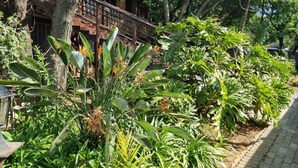 A traditional wooden house with a balcony, surrounded by lush tropical plants.