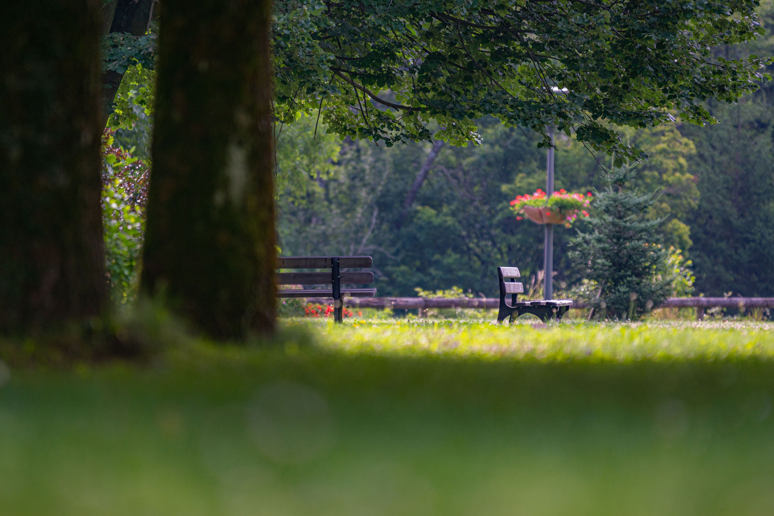 Een bankje in het park, omringd door bomen en begroeiing.