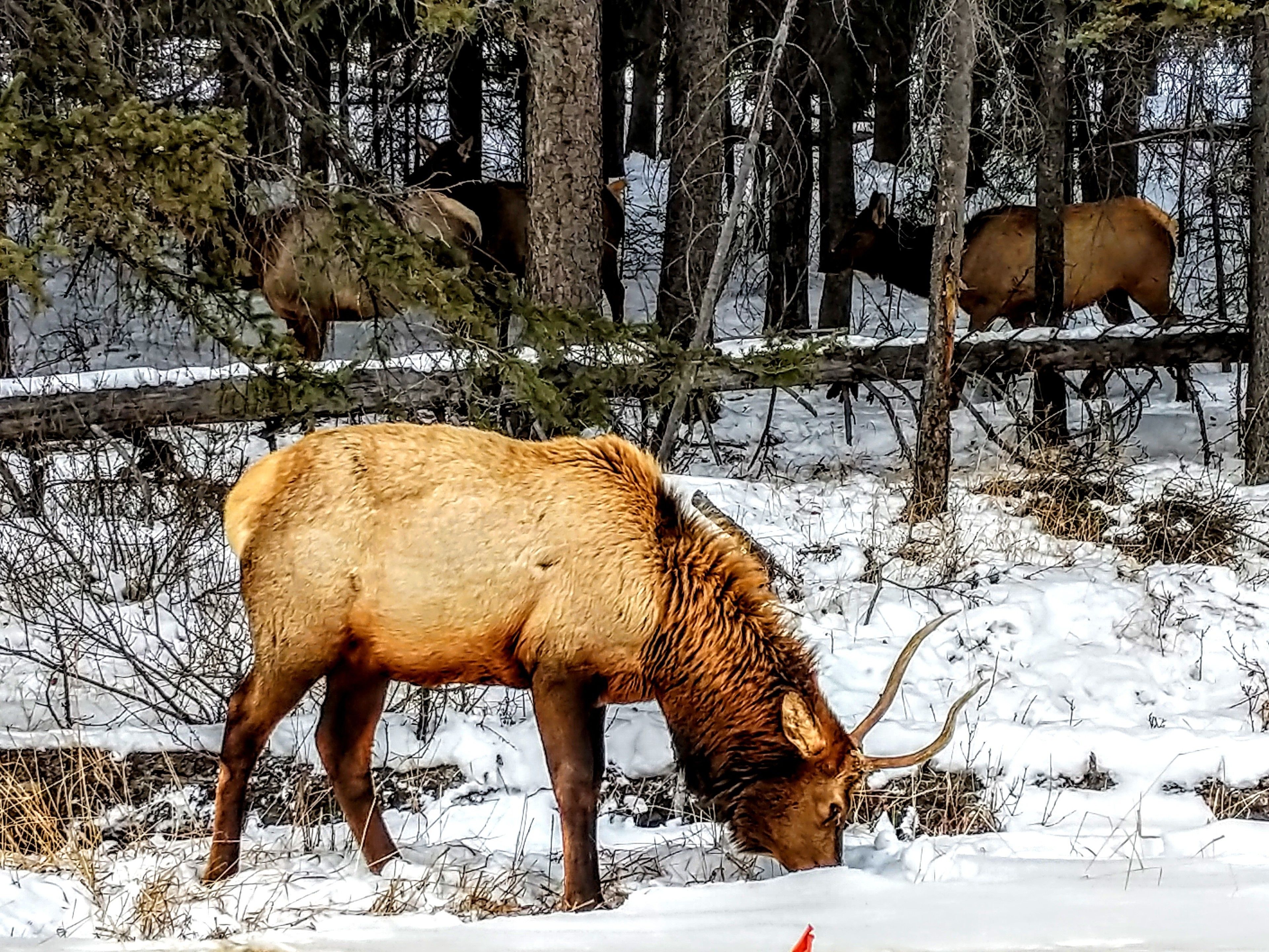 Un gran alce pastando en un bosque nevado.