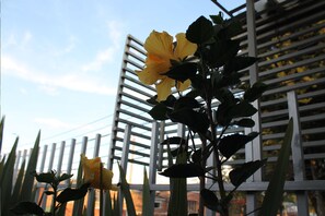 Een gele bloem voor een witte schutting, met een gebouw op de achtergrond.