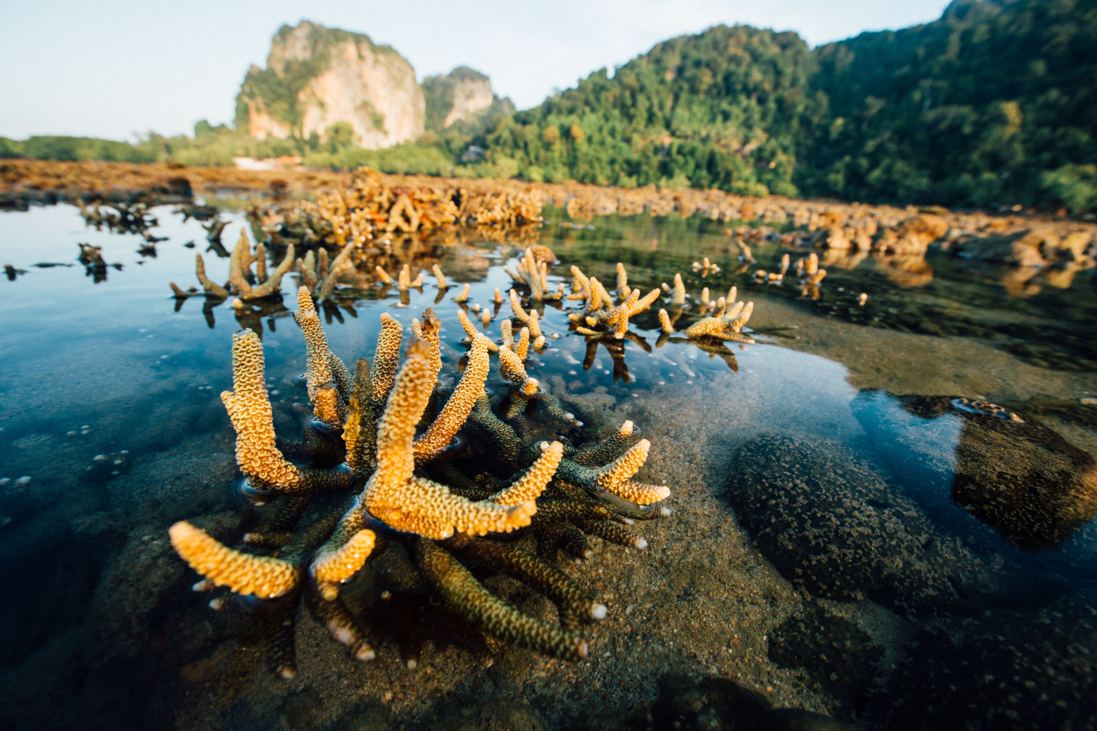Photo - Railay Garden View Resort
