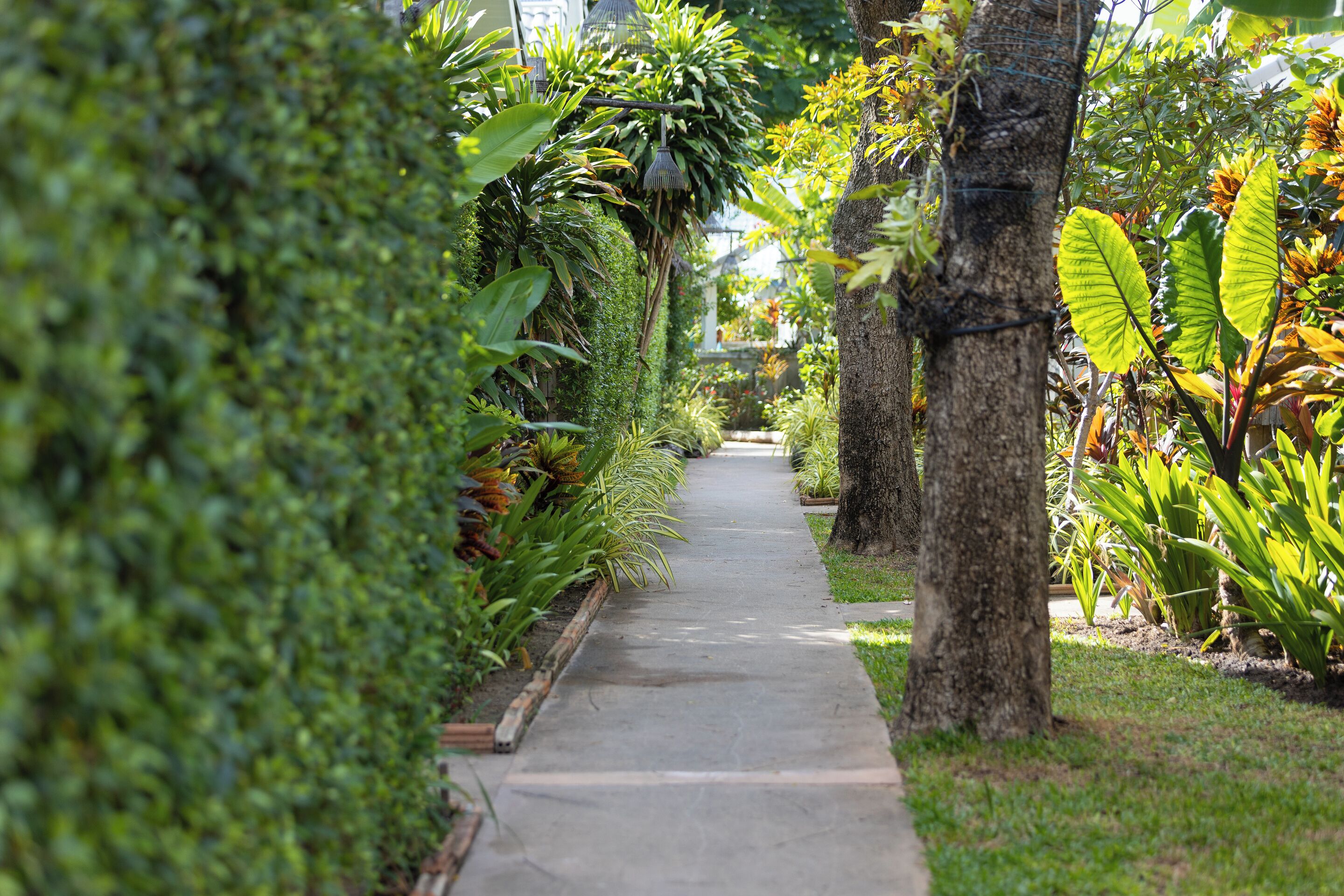 Un sentier bordé d’une végétation luxuriante et d’arbres, qui traverse un jardin.