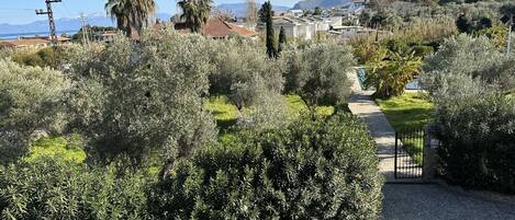 A garden with olive trees and a gravel path leading to a gate.