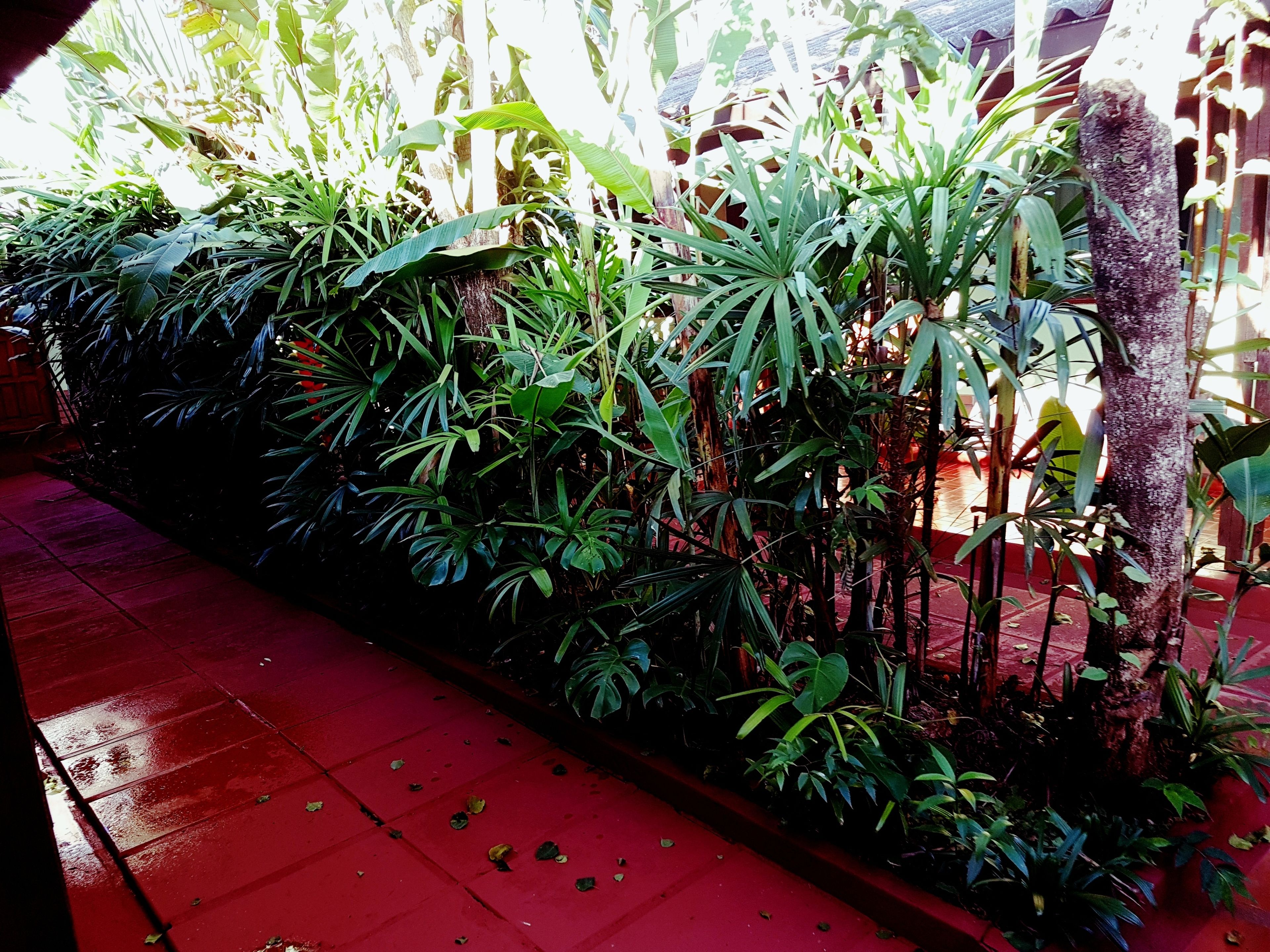 Foto - Hosteria Los Helechos