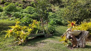 Un jardin avec différentes espèces de plantes et une structure en bois.