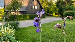 Una casa con techo inclinado y un jardín lleno de flores moradas.