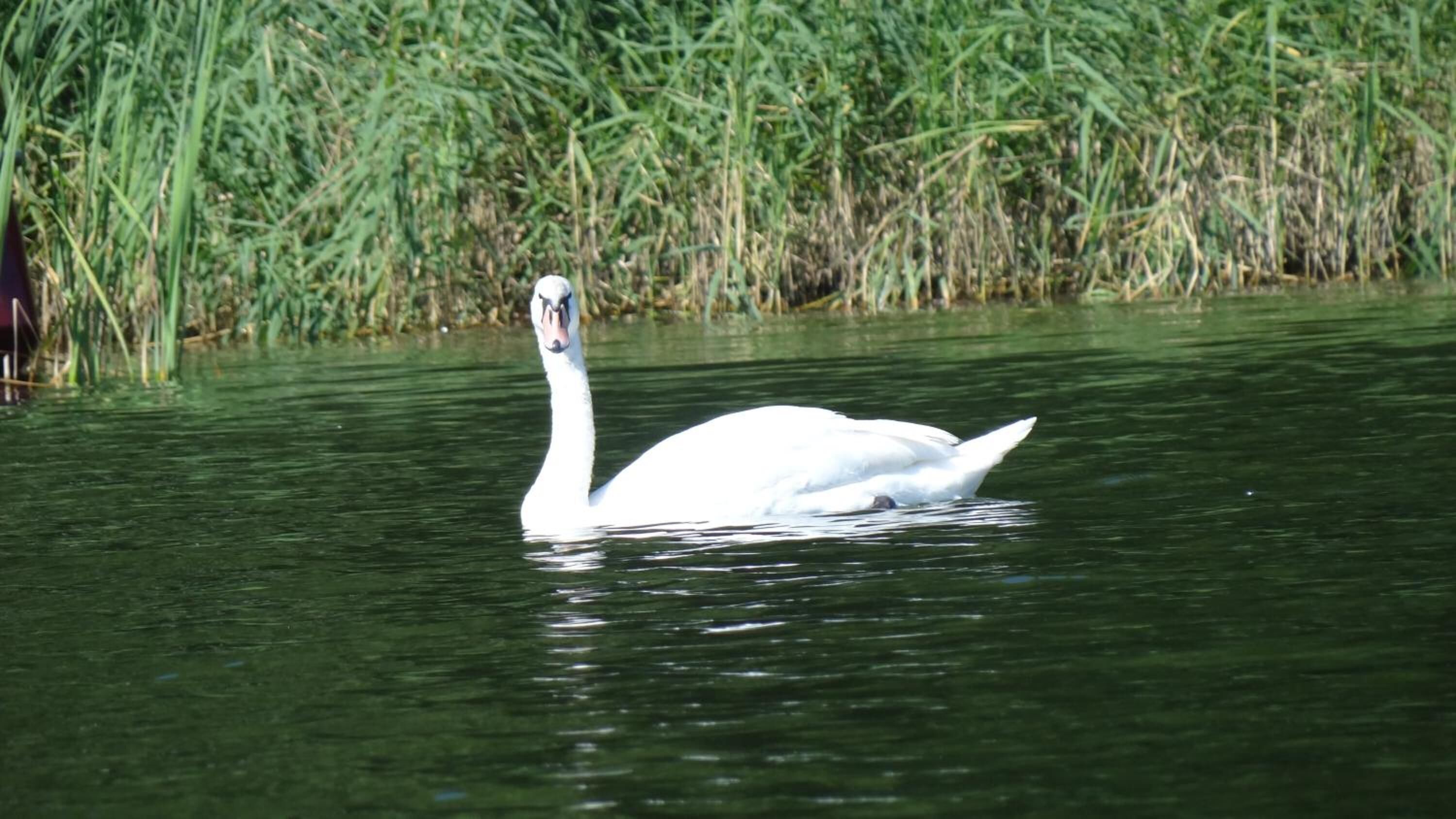 A swan swimming in a body of water with tall grass in the background.