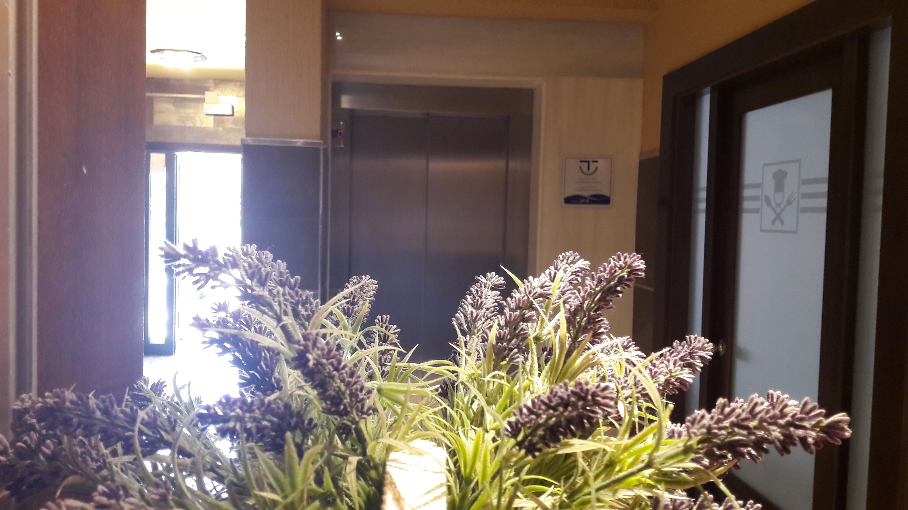 Un pasillo con una planta al frente, un ascensor y una puerta con un cartel.