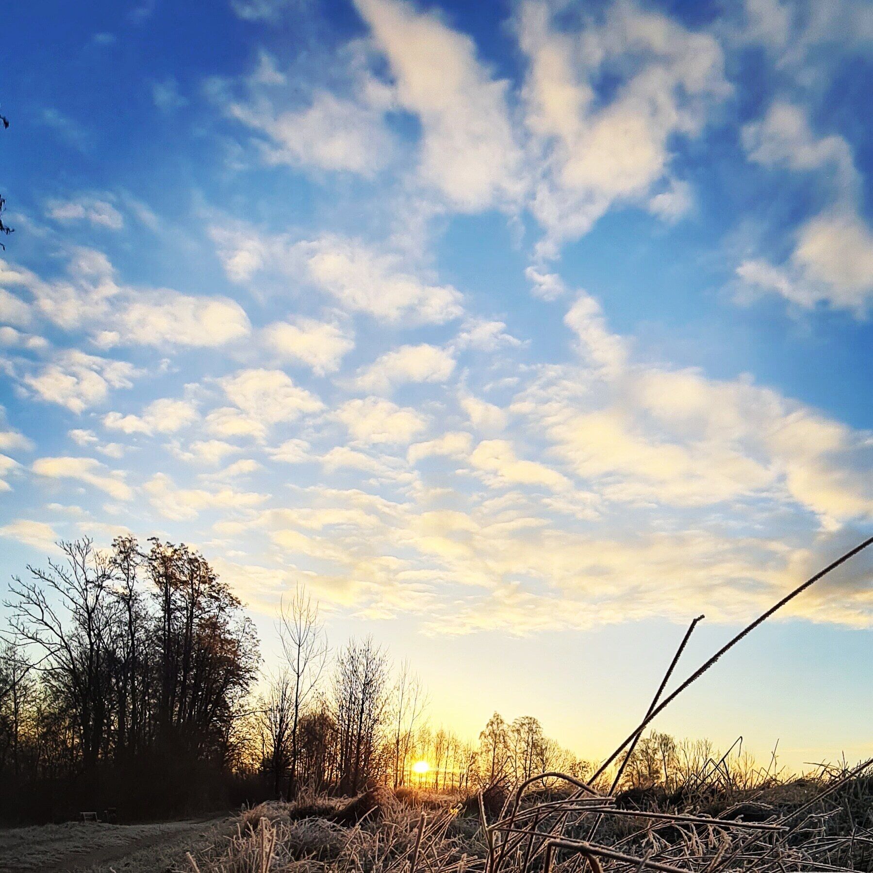 Un paisaje natural con cielo despejado, árboles y un atardecer.