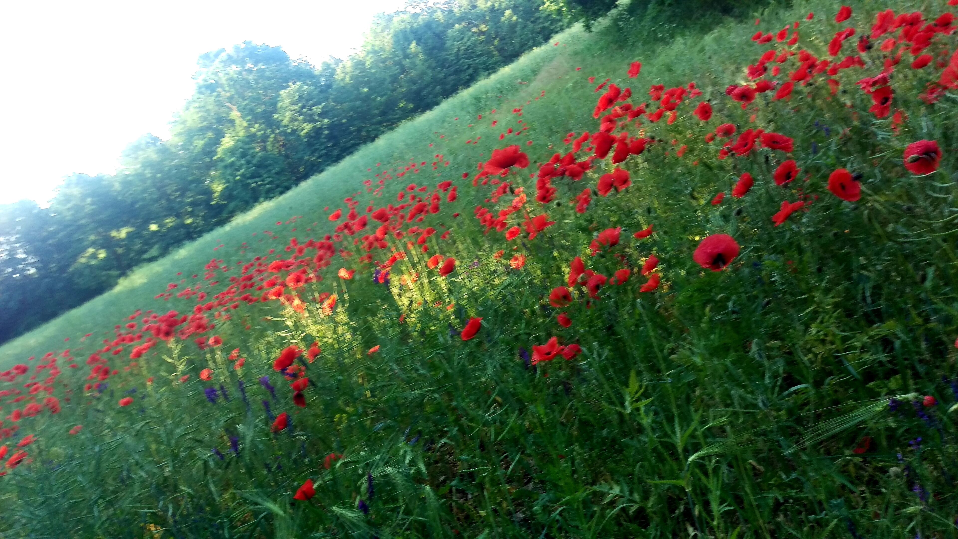 Ein Feld voller roter Mohnblumen mit grünem Gras und Bäumen im Hintergrund.