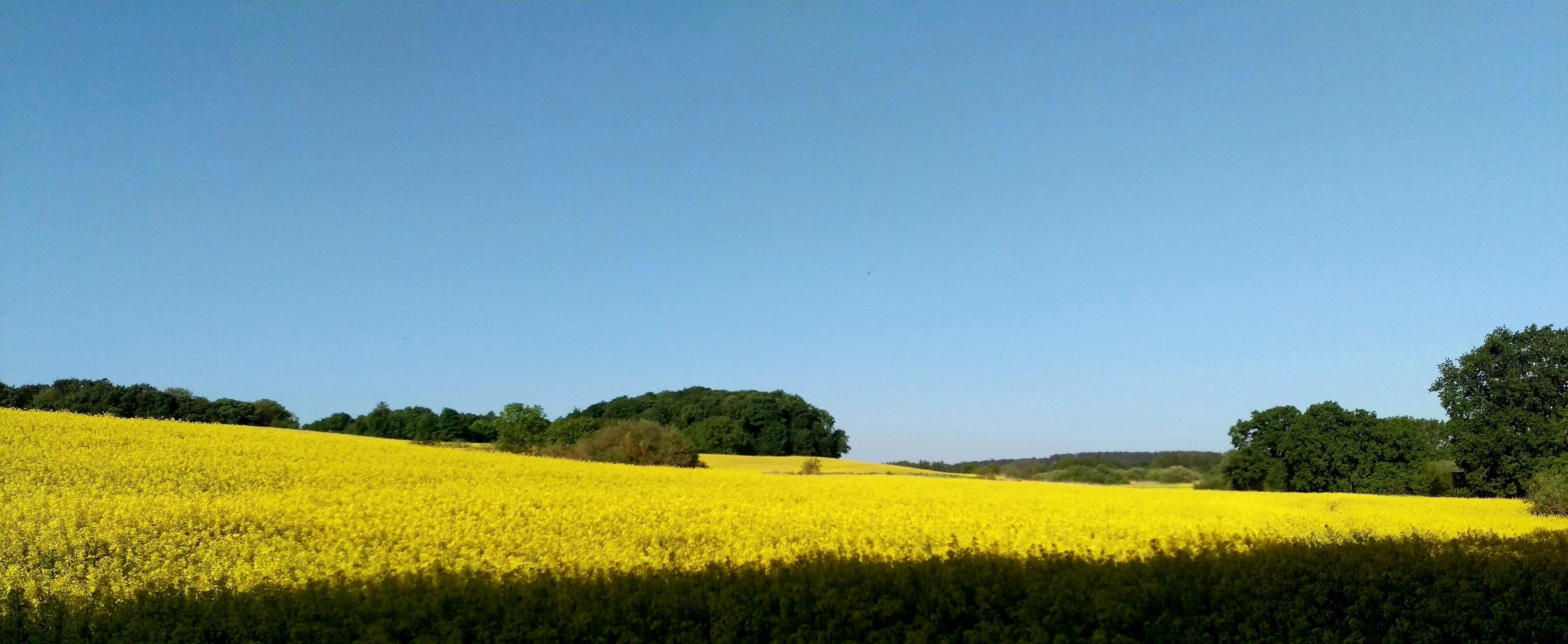 A field of yellow flowers under a clear blue sky.