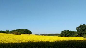 A field of yellow flowers under a clear blue sky.