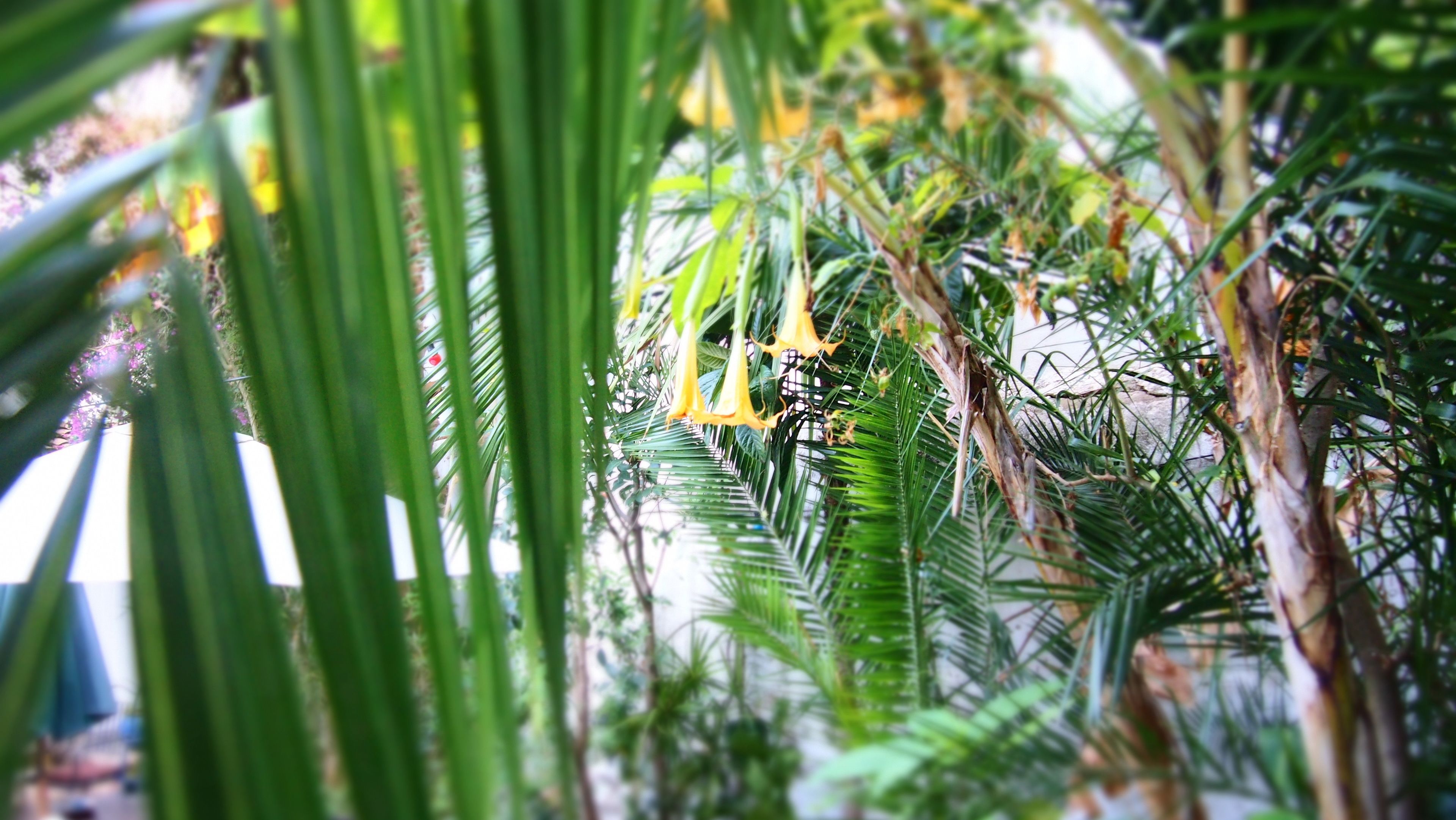 Un exuberante jardín interior con diversas plantas verdes y flores amarillas.