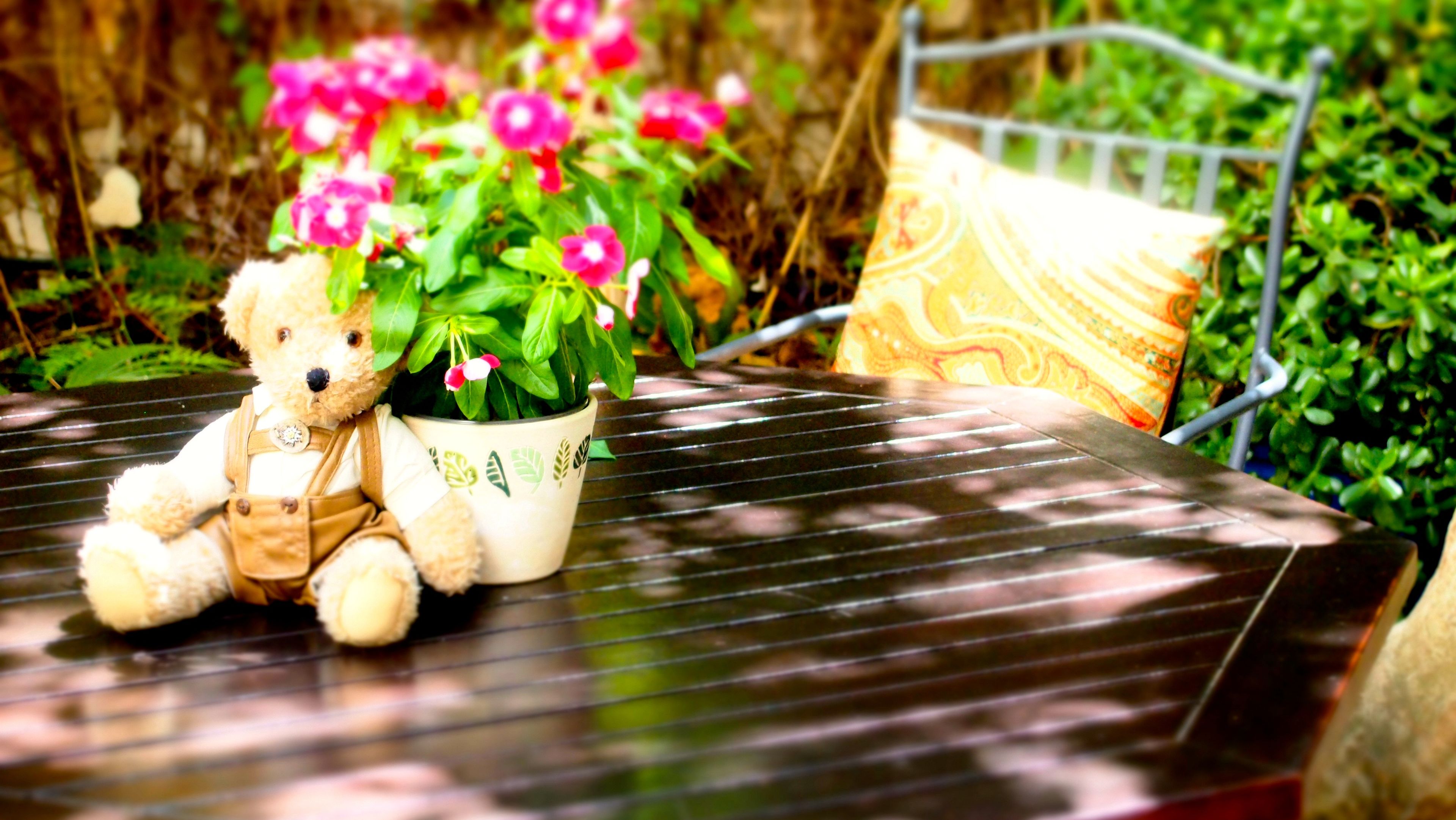 Ein Teddybär sitzt auf einem Tisch, daneben ein Blumentopf.