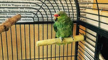A parrot perched on a wooden rod inside a cage with a newspaper-covered background.