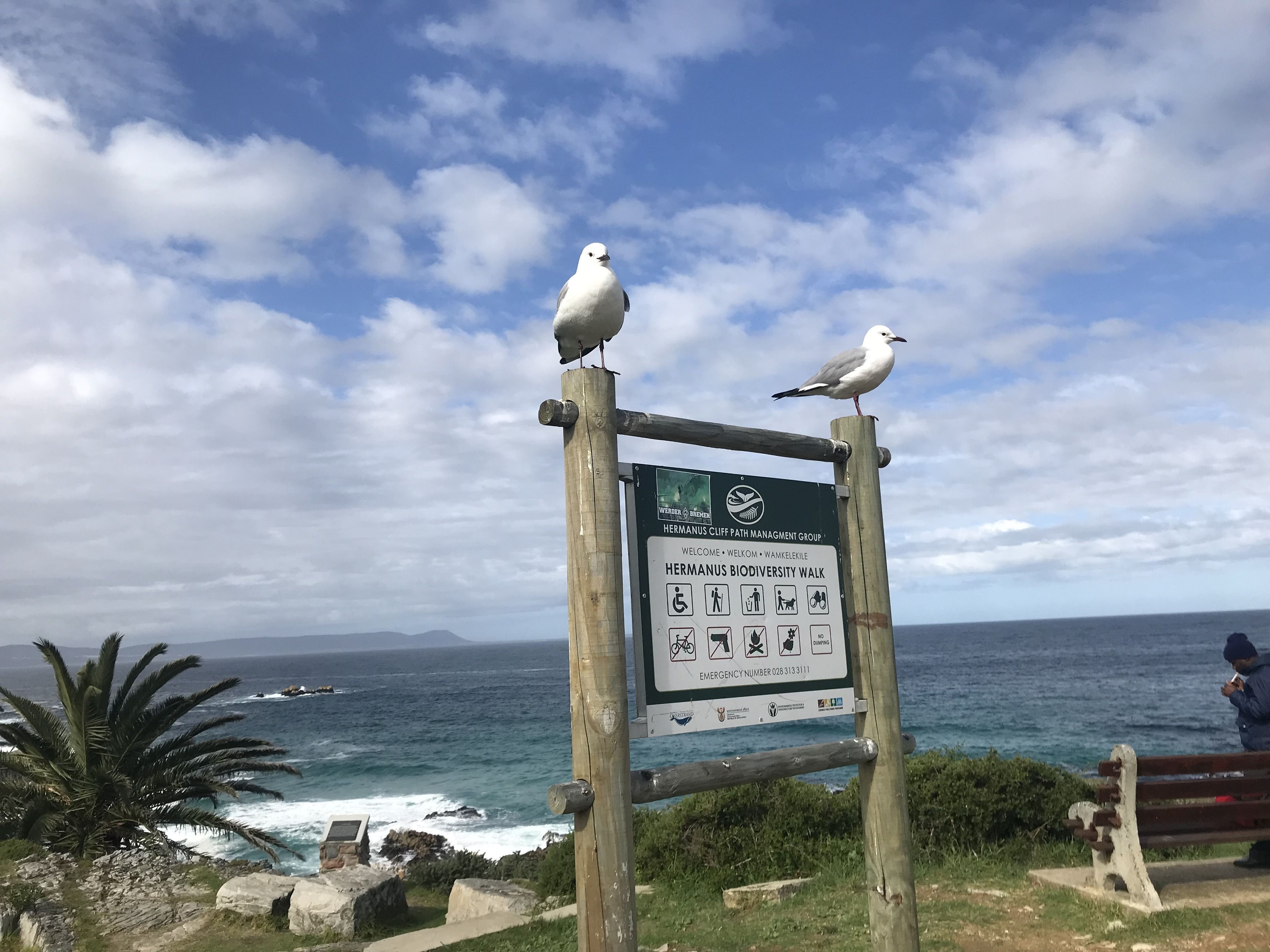 Un panneau en bois, orné de symboles et de texte, indique le début d’un sentier de découverte de la biodiversité, avec des mouettes perchées sur le dessus.