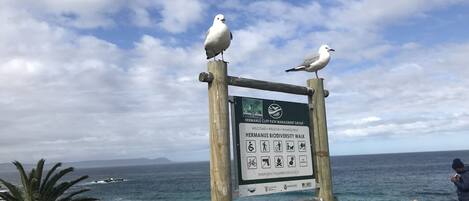 Un panneau en bois, orné de symboles et de texte, indique le début d’un sentier de découverte de la biodiversité, avec des mouettes perchées sur le dessus.
