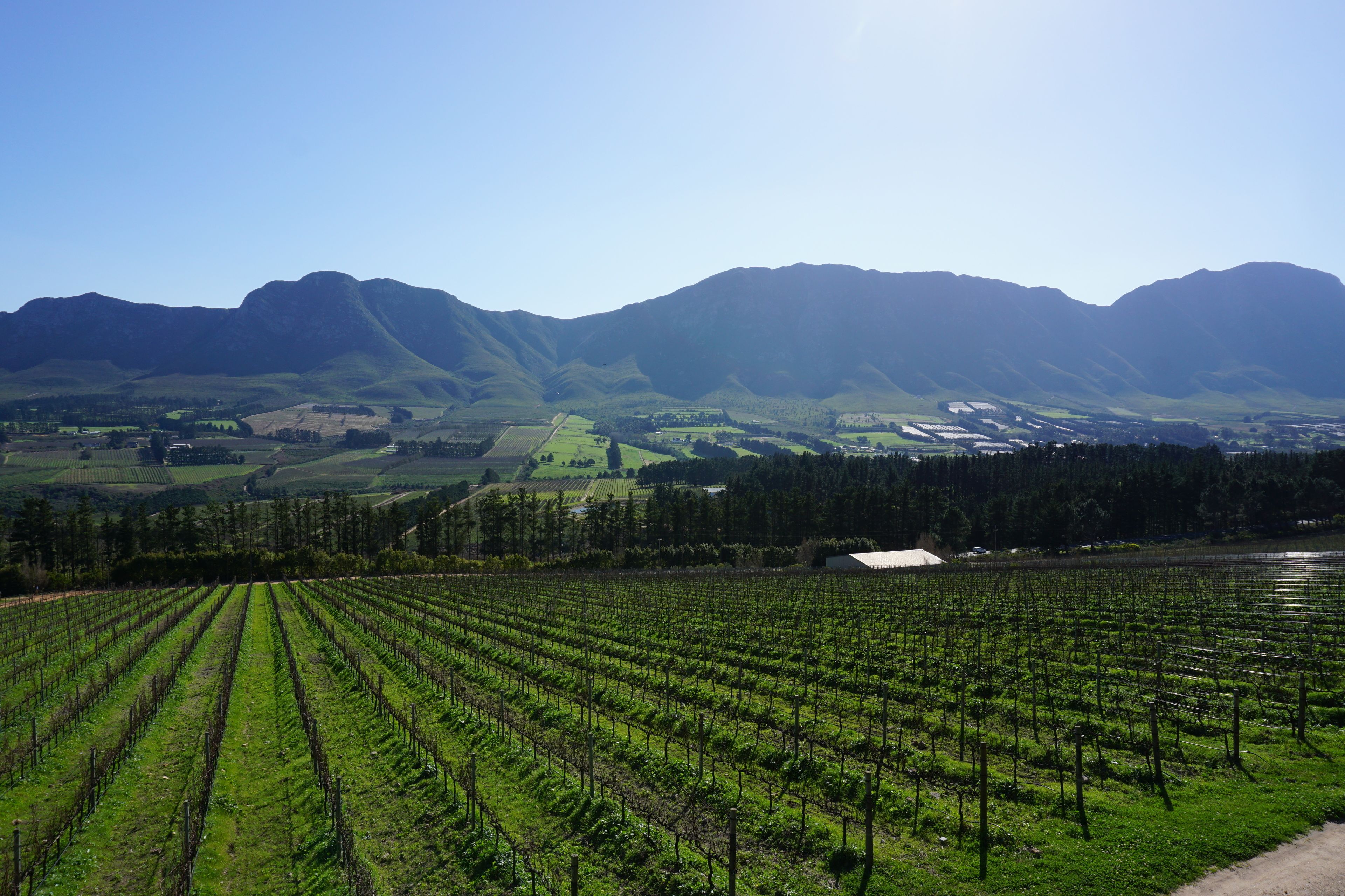 Viñedo con hileras de vid y montañas al fondo.